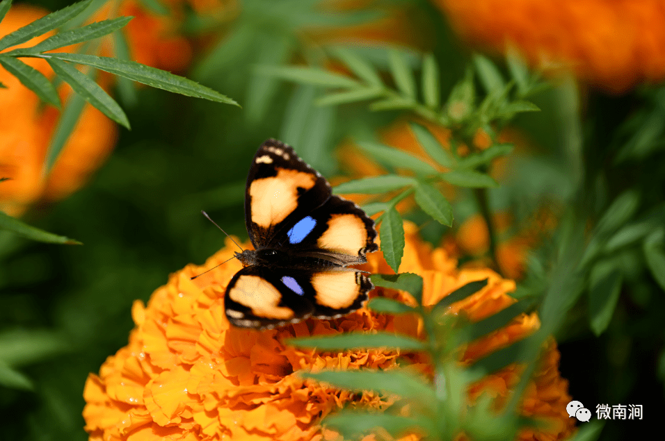 关于非洲狂欢赛事掀热潮:尼日利亚队破采翠的信息 关于非洲狂欢赛事掀热潮:尼日利亚队破采翠的信息