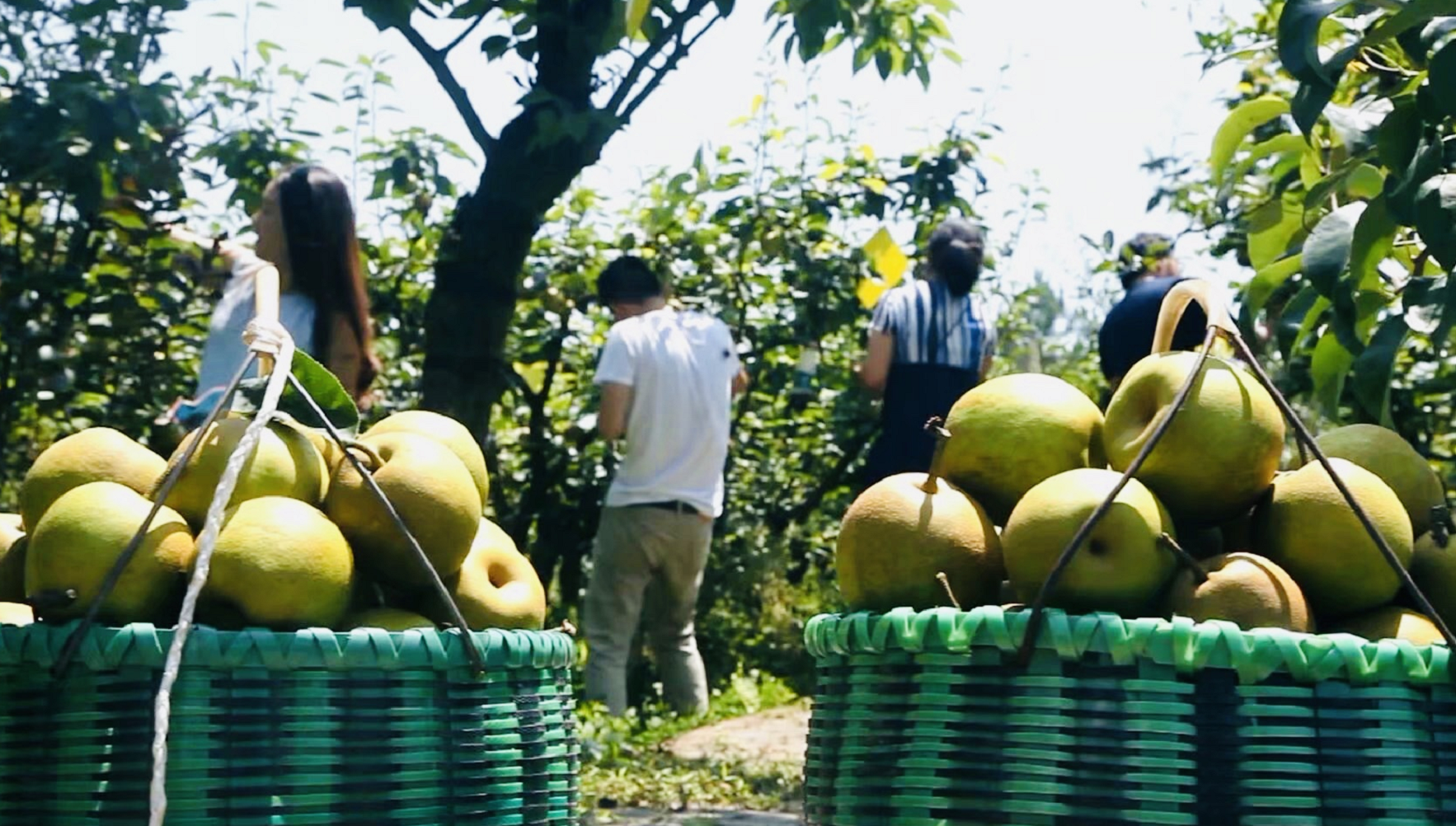 关于非洲狂欢赛事掀热潮:尼日利亚队破采翠的信息 关于非洲狂欢赛事掀热潮:尼日利亚队破采翠的信息
